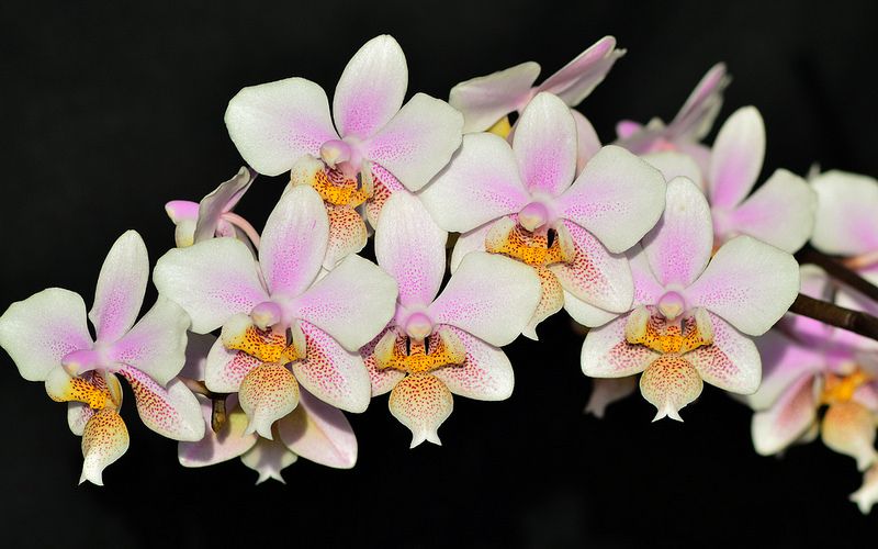 Орхидея winter love фото и описание
