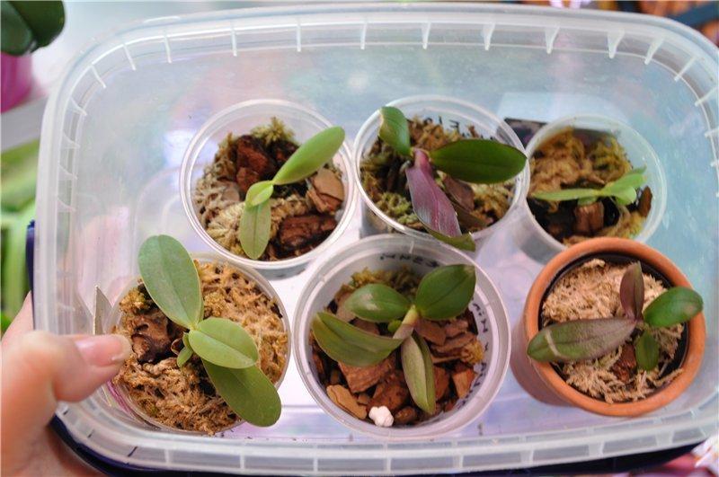 Как правильно выращивать орхидеи из вьетнама: виды и посадка