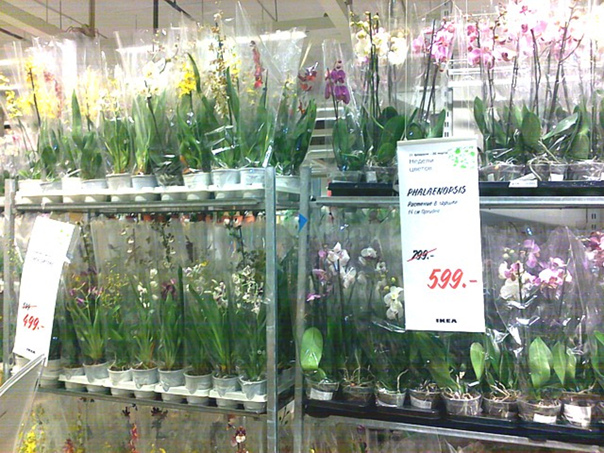 Купить орхидею в чебоксарах. Фаленопсис касторама. Ашан орхидеи. Ашан цветы.