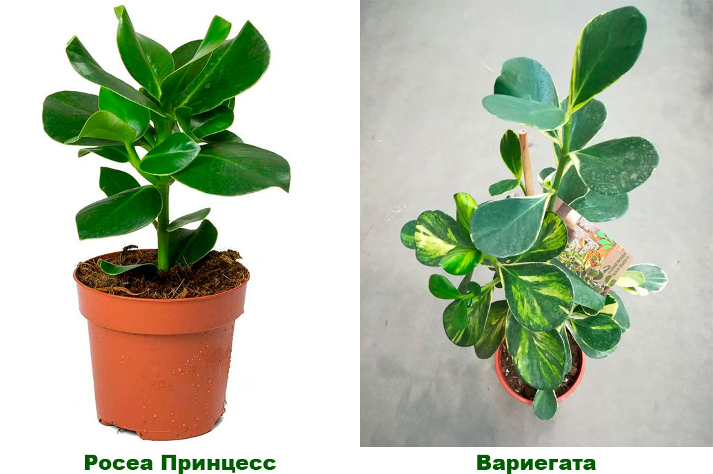 Клузия: уход в домашних условиях, размножение и виды, фото
