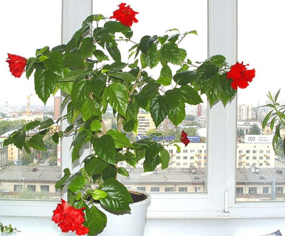 Гибискус, уход в домашних условиях, полив, пересадка.
