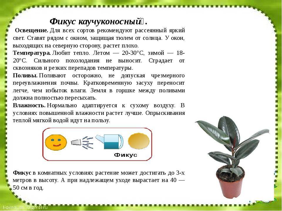 Схема обрезки фикуса каучуконосного