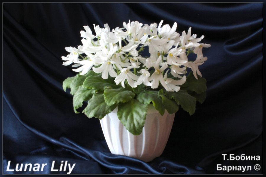 Lunar lily white фиалка фото