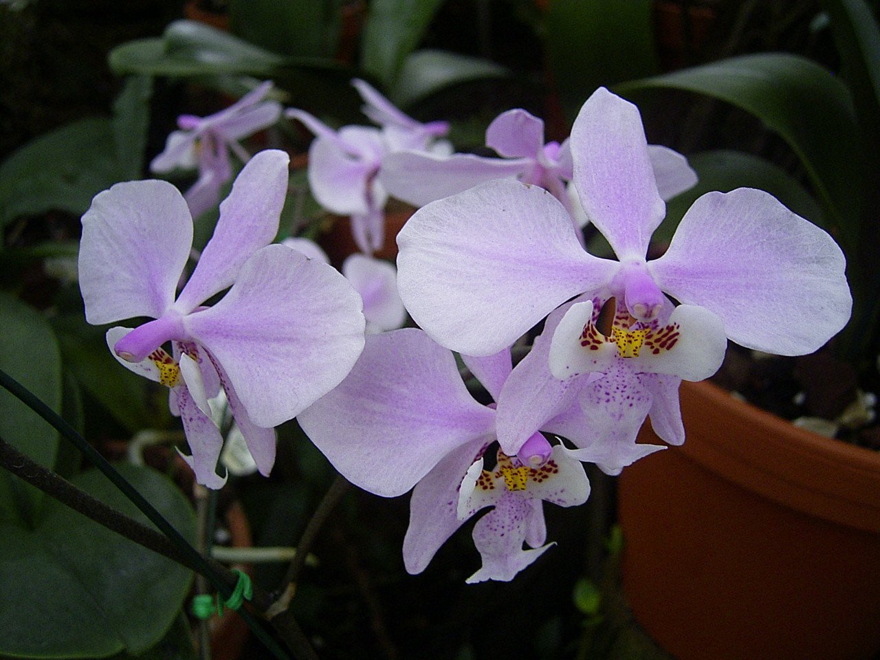 Сорта фаленопсисов - theflowers