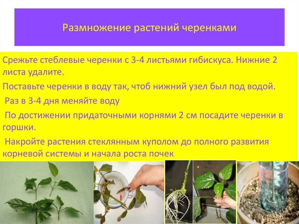 Уход за селагинеллой чешуелистной дома: почва, подкормка и другие условия