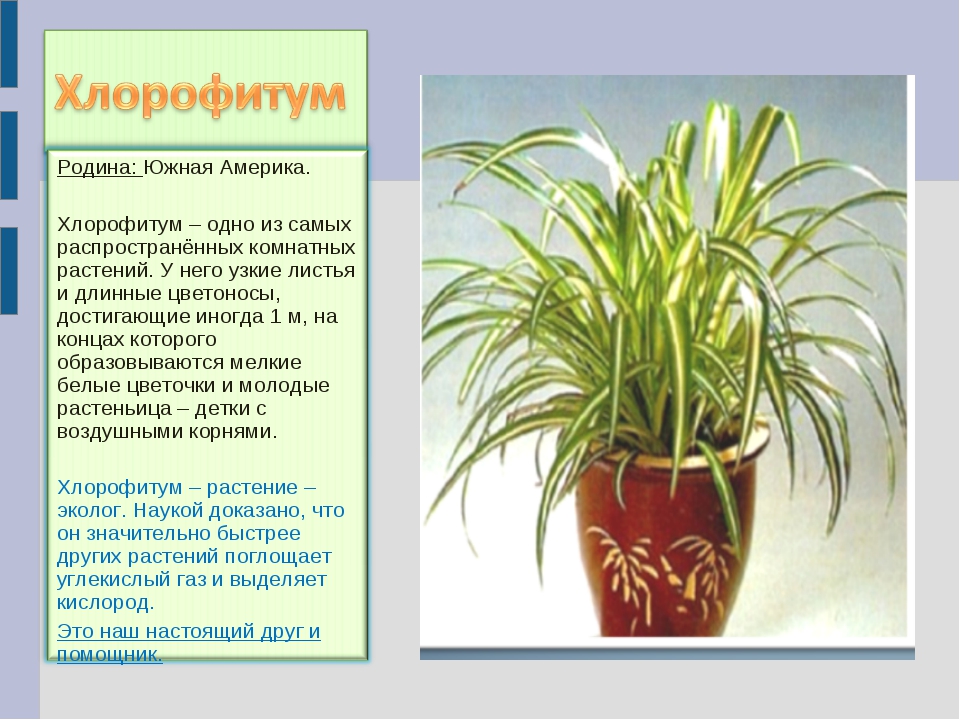 Картинка хлорофитум для детей в детском саду