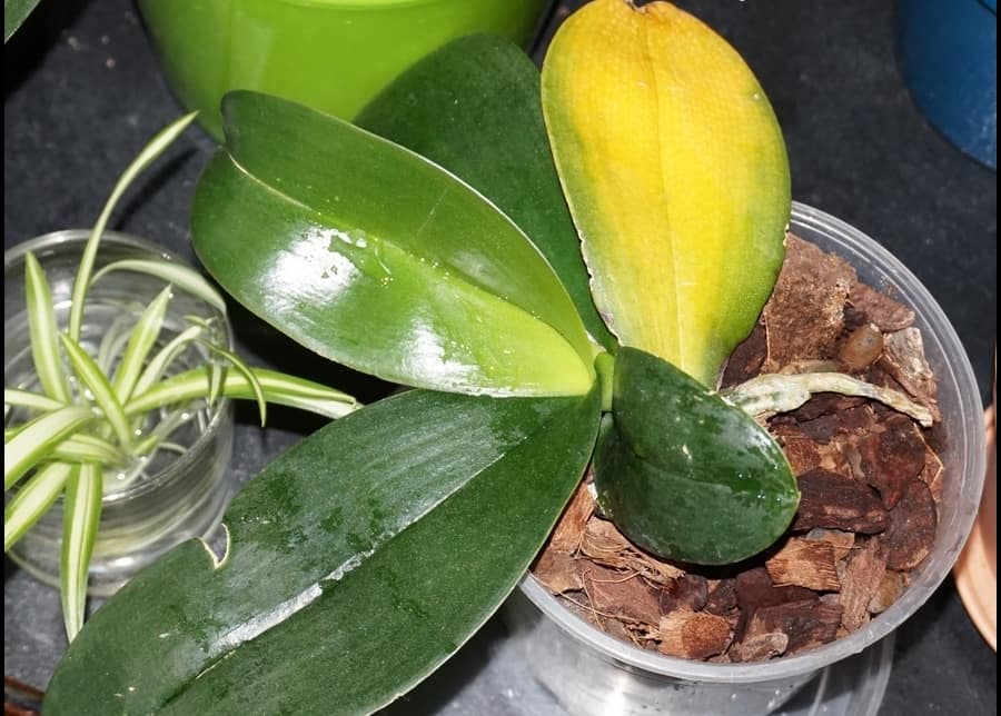 Интересные факты о том, почему у орхидеи желтеет стебель и что делать?