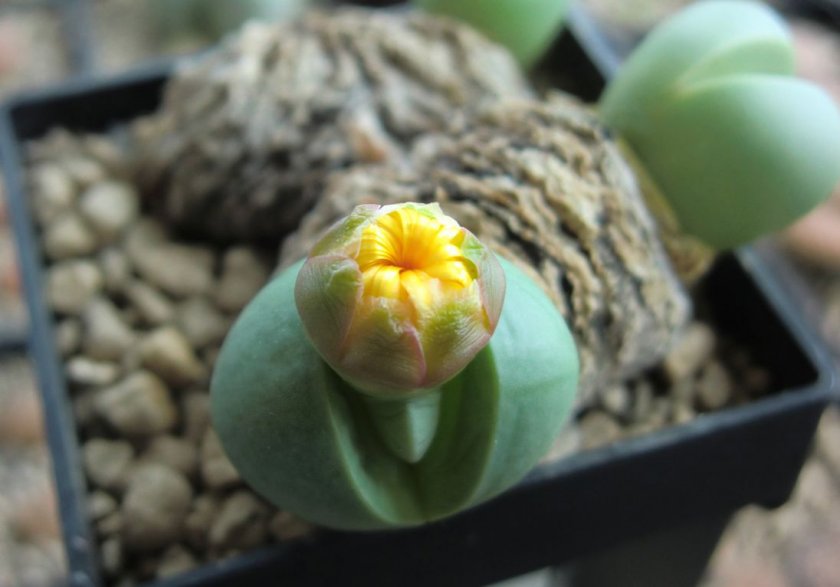 Аргиродерма Lithops Argyroderma