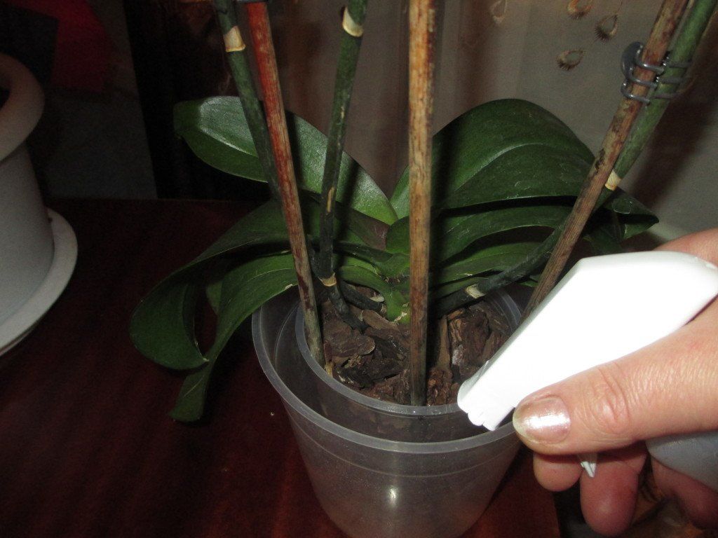 Из-за чего засохли корни у орхидеи: как спасти и реанимировать?