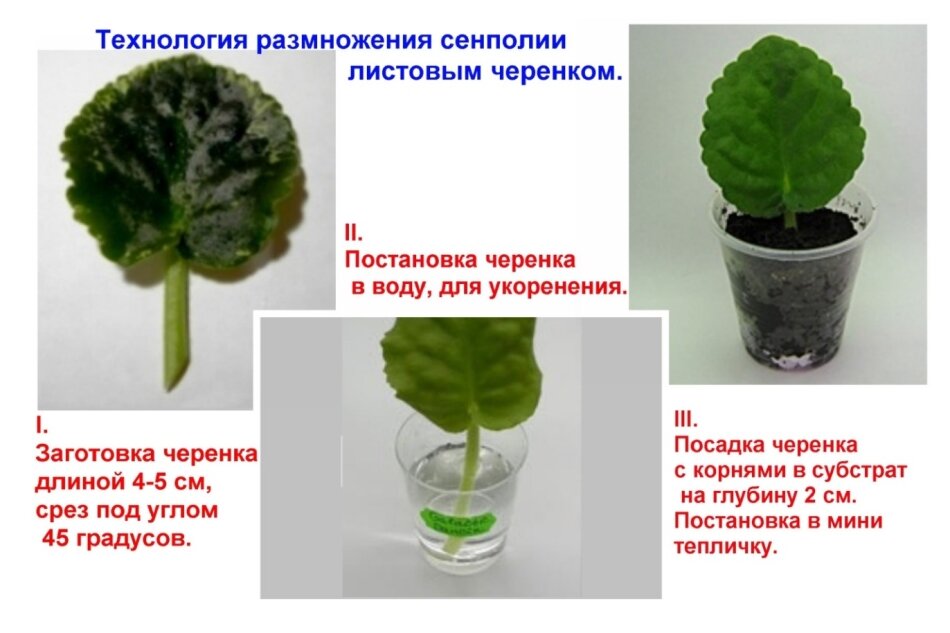 Старая фиалка перестала цвести – поможет радикальное омоложение