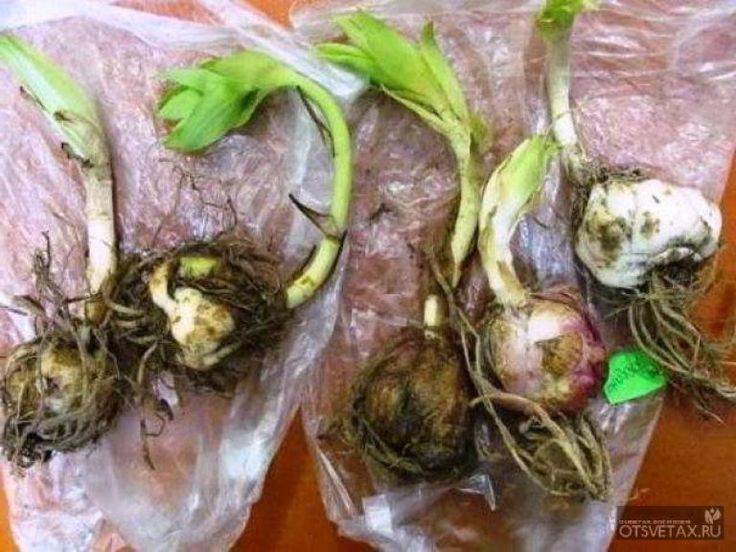 Орхидеи из вьетнама — как вырастить из луковицы