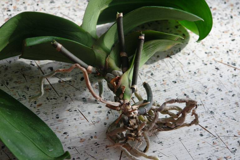 Как оживить засохшую орхидею (восстановить фаленопсис)