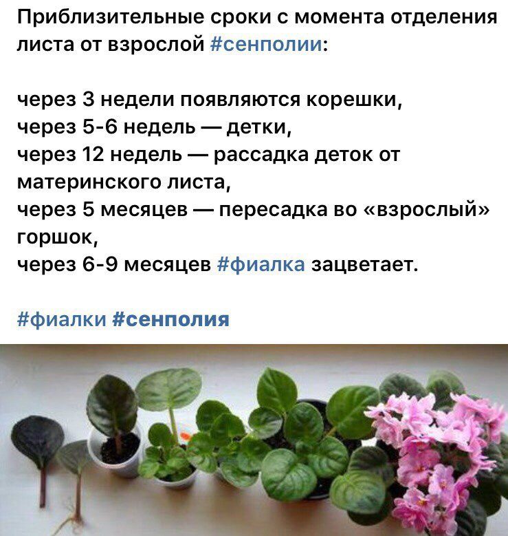 ᐉ цветок вечерница: выращивание из семян в открытом грунте, посадка и уход за ночной красавицей - roza-zanoza.ru