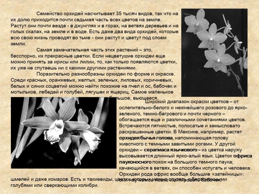 Домашние и садовые фиолетовые цветы – палитра декоратора