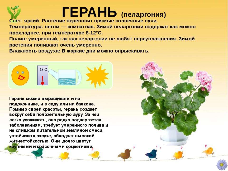 Пахифитум (pachyphytum) — интересный суккулент для солнечных помещений, виды и особенности выращивания