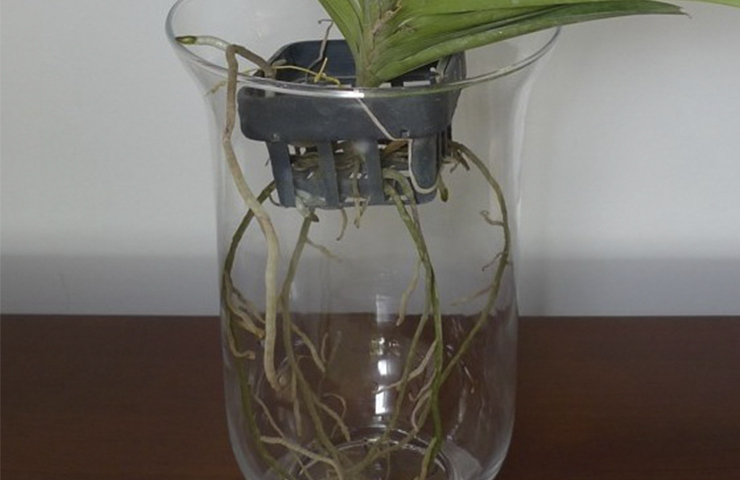 Орхидеи в горшках водой. Стеклянная емкость для орхидей. Стеклянное кашпо для орхидей. Орхидея в стеклянной вазе.