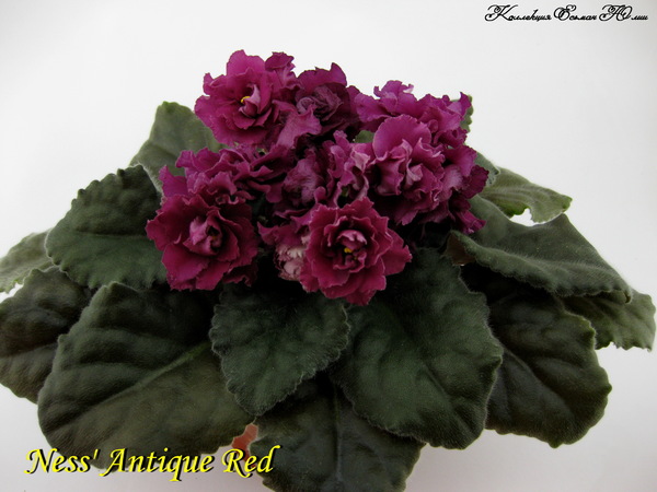 Фиалка ness' antique red (ness): фото и описание сорта