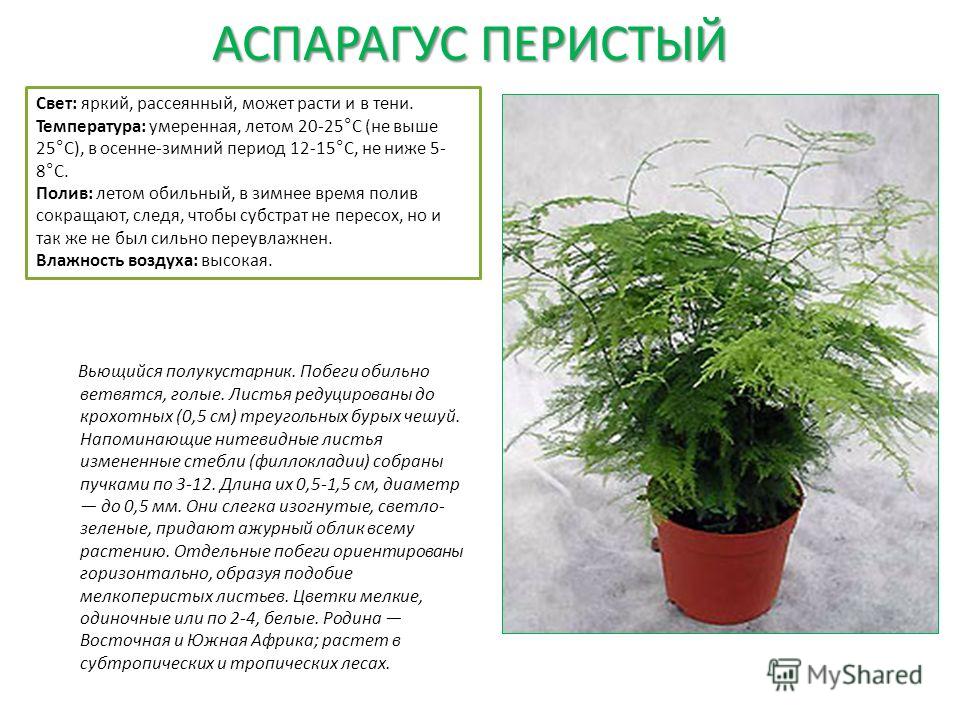 Спаржа что это: полезные свойства, как вырастить и приготовить
