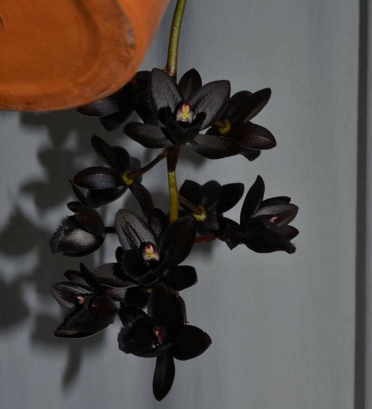 Чёрная орхидея: существует ли в реальности такой цветок?