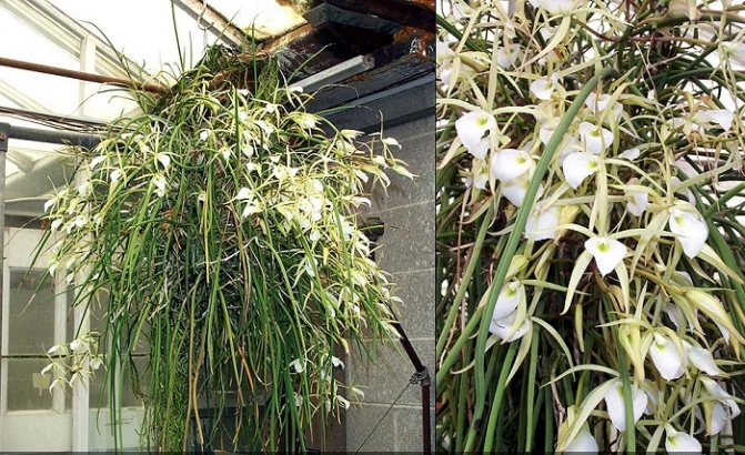 Немногочисленный род брассавола Brassavola имеет прямое отношение к семейству орхидные Данный род объединяет примерно 20 видов растений, представленных литофитами и эпифитами