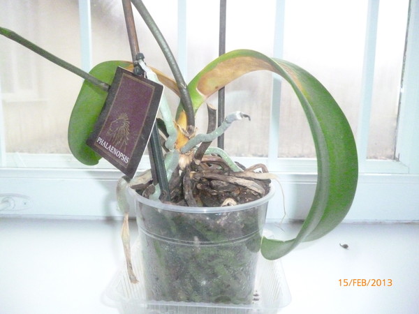 Что делать, если у орхидеи опали все листья: инструкция по спасению