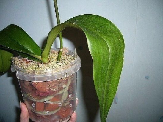 Комнатная орхидея фаленопсис. описание цветка и советы по выращиванию и уходу