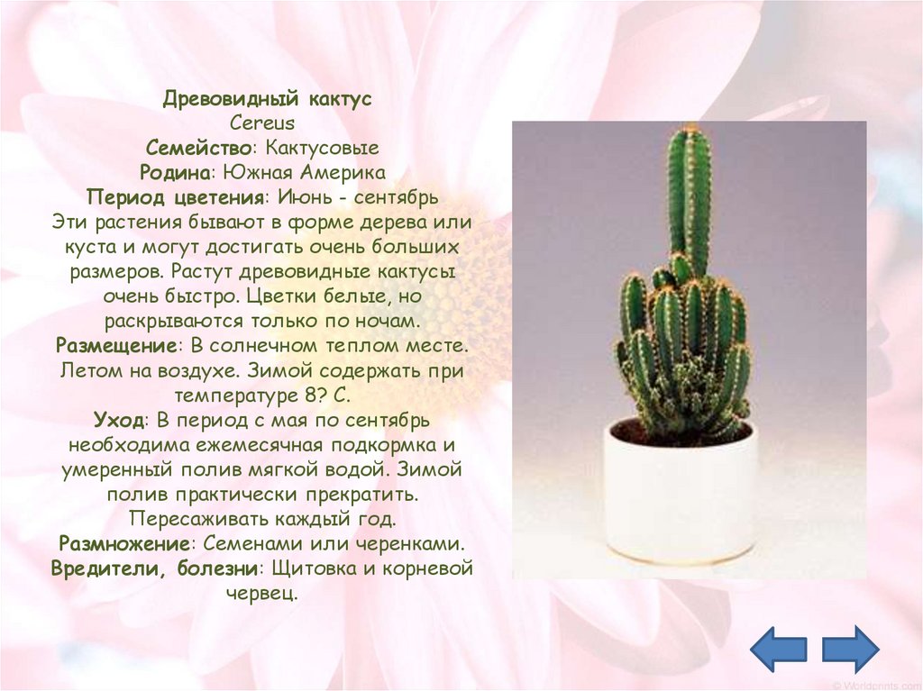 Кактусовые комнатные растения фото и названия и описание