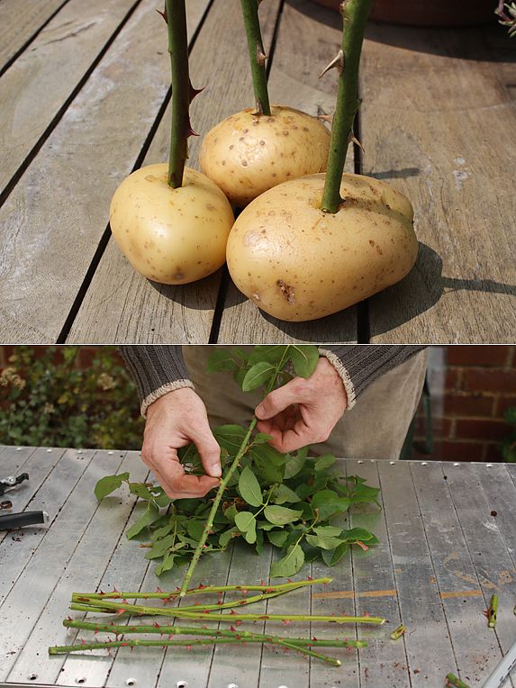Как из розы сделать саженец в домашних условиях фото пошагово в картошке