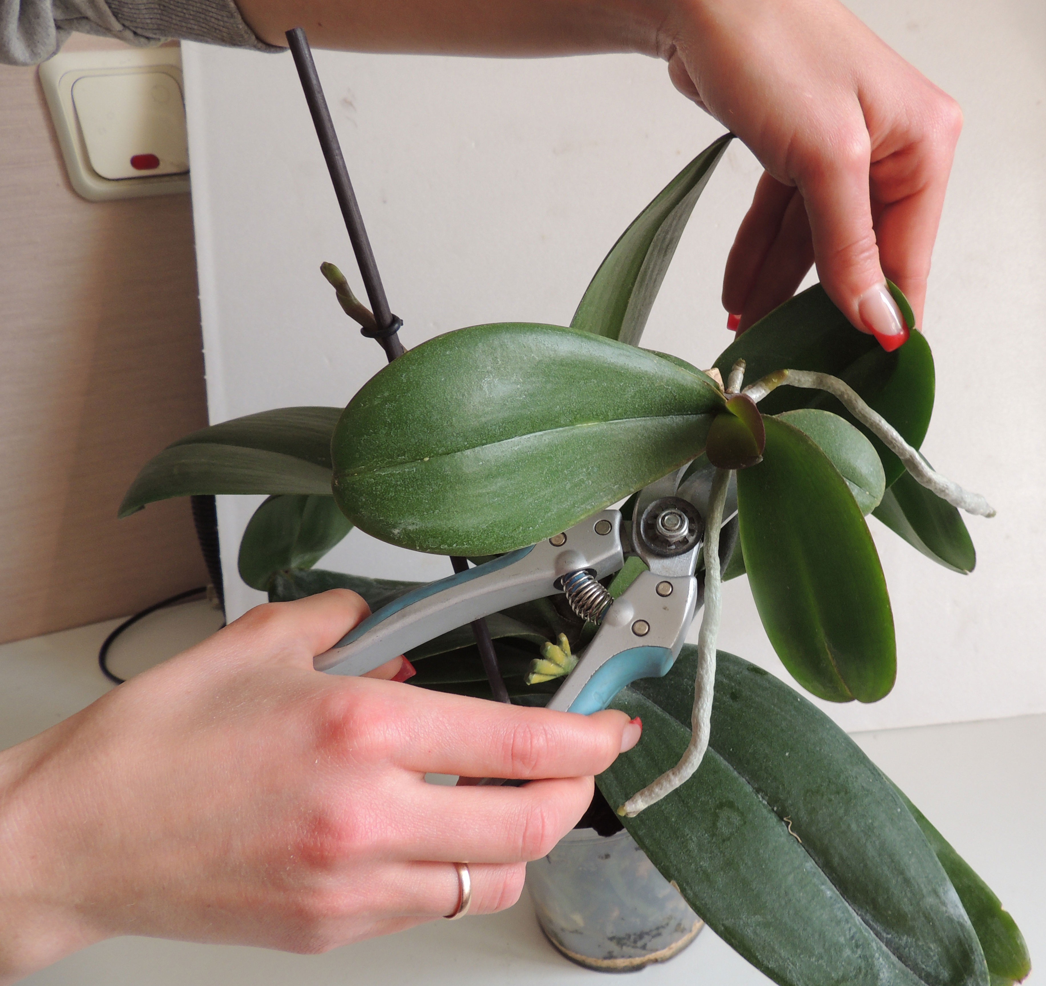 У орхидеи отросток на стебле: пошаговая инструкция