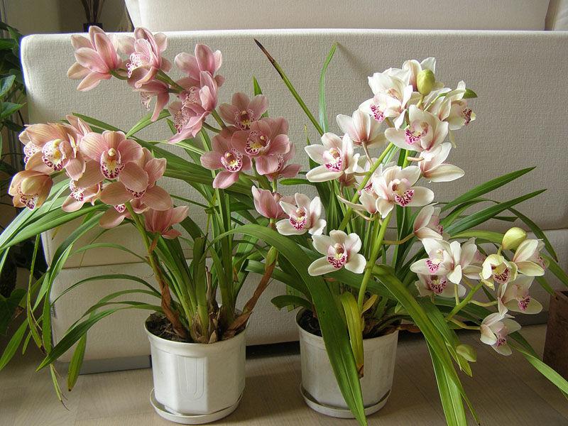 Цимбидиум домашний - фото орхидеи, уход, пересадка цветка, полив, размножение