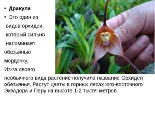 Что за порода собак орхидея фото