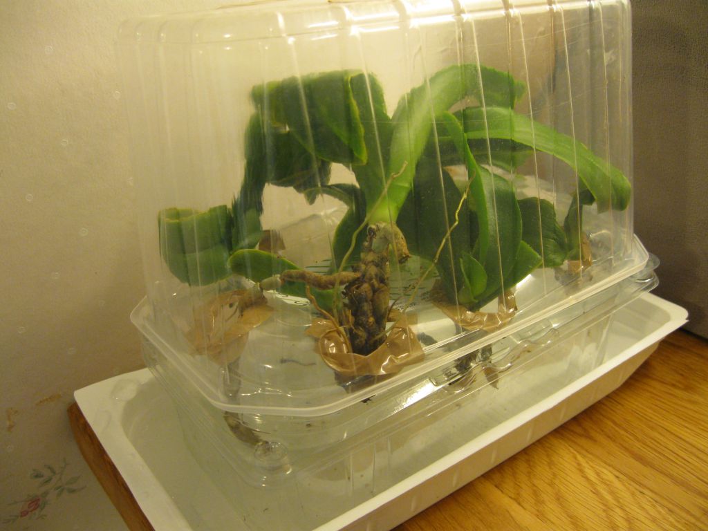 Орхидея в домашних условиях в воде. Реанимация орхидеи в тепличке.