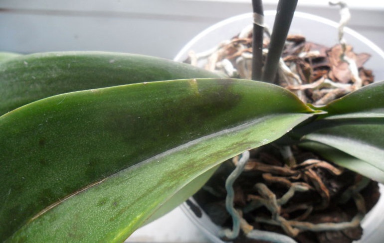 Пятна на листьях орхидей фаленопсис и их лечение с фото