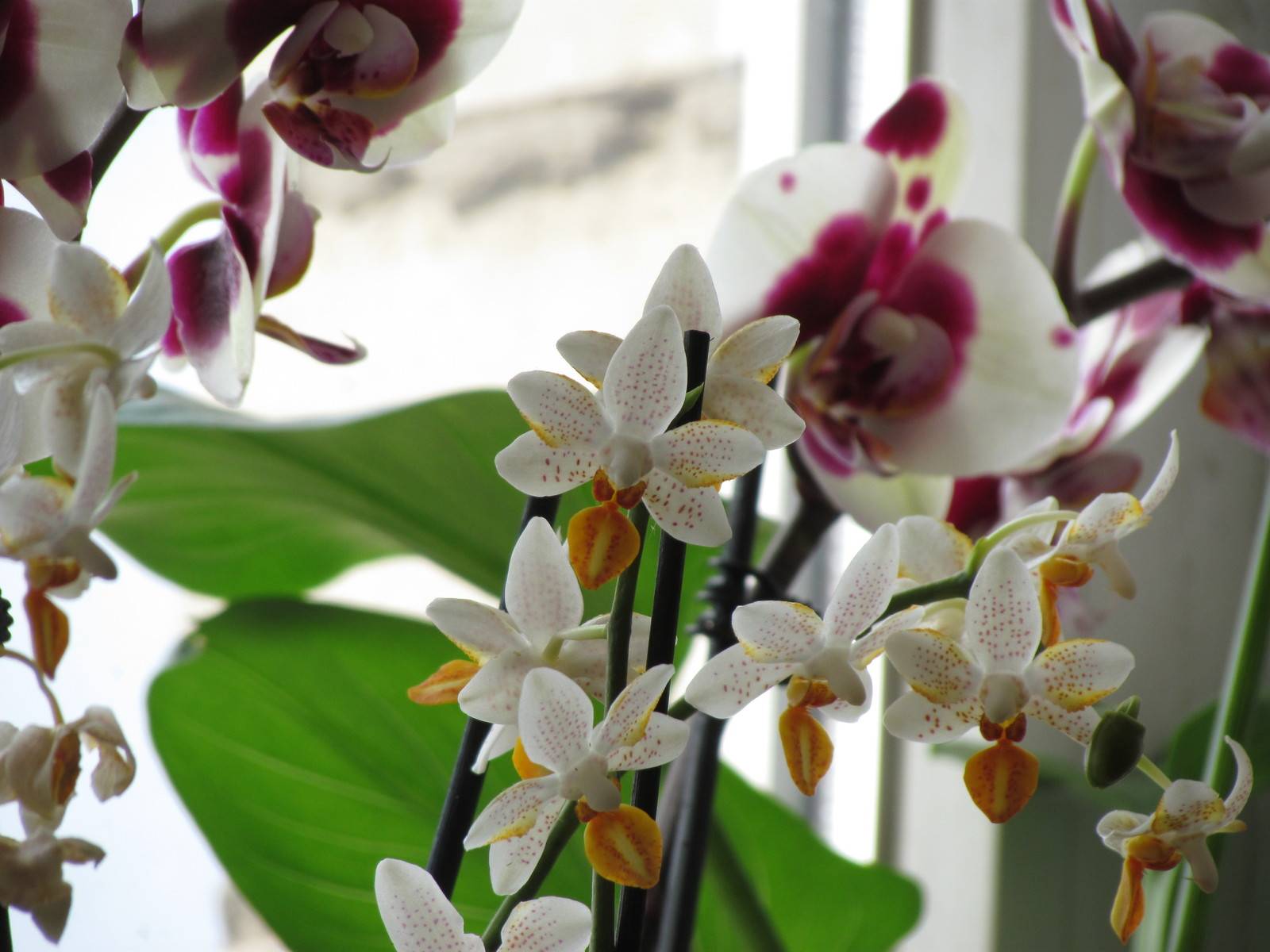 Как ухаживать за орхидеей эквестрии. миниатюрная орхидея эквестрис: описание и уход