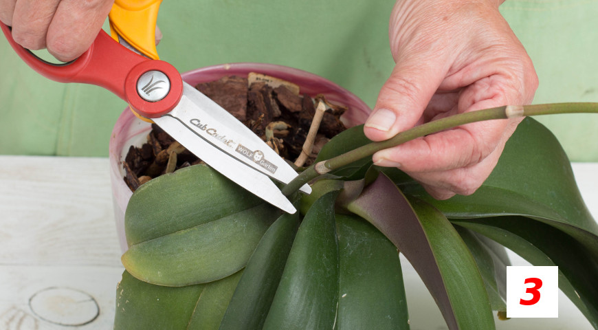 Как правильно рассадить орхидею в домашних условиях