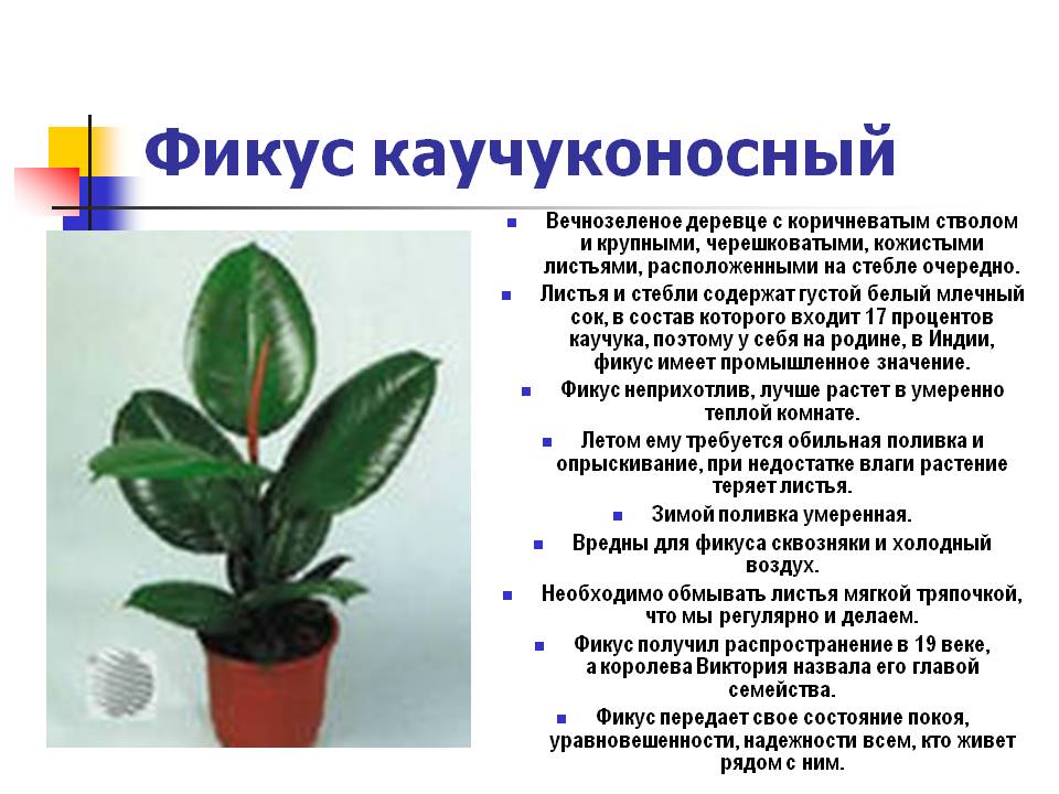 Фикус эластичный Ficus elastica, либо фикус каучуконосный является видом рода Фикус семейства Тутовые Родом данное растение с индонезийских островов Ява и Суматра, а еще с северо-восточной части Индии