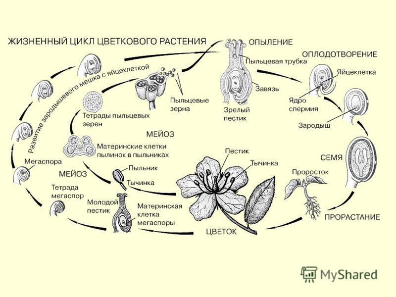 Эволюция цветка покрытосеменных. Цикл развития покрытосеменных схема. Жизненный цикл покрытосеменных схема. Цикл развития покрытосеменных растений. Жизненный цикл покрытосеменных растений схема.