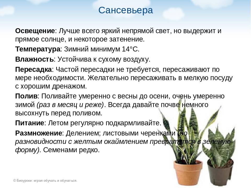 Многолетнее вечнозеленое бесстебельное растение сансевиерия Sansevieria, либо сансевьера, либо сансевиера, относится к семейству Спаржевые в части каталогах ― к семейству Агавовые