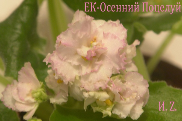 Топ-20 сциндапсус виды фото сорта +редкие | floravdome.ru