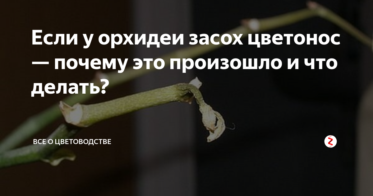 У орхидеи опали цветки: что делать и как сохранить бутоны, почему опадает орхидея - причины увядания, какие меры принять дальше, если растение сбросило цветы?
