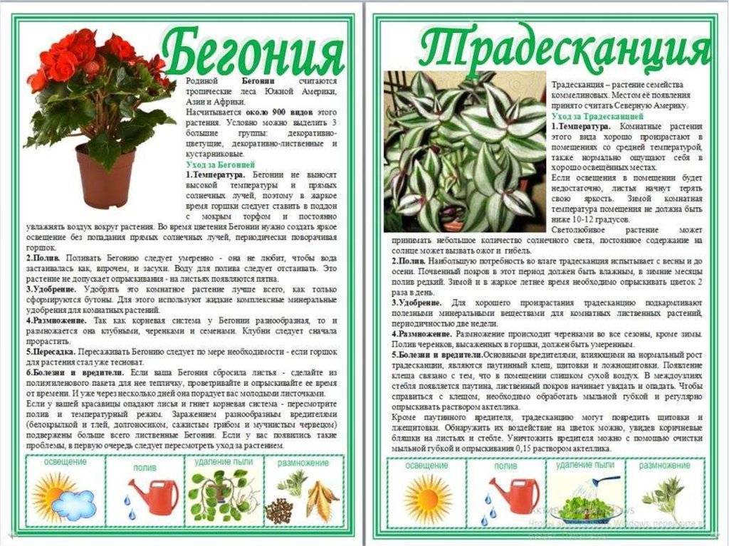 Пахистахис — уход в домашних условиях и размножение цветка
