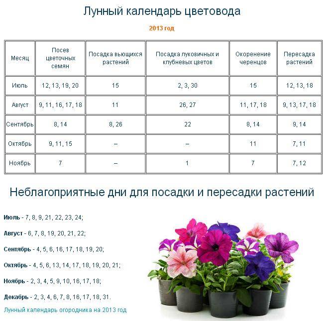 Календарь пересадки цветов на март 2024