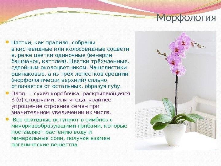 Орхидея пафиопедилум: уход в домашних условиях, виды, пересадка, размножение
