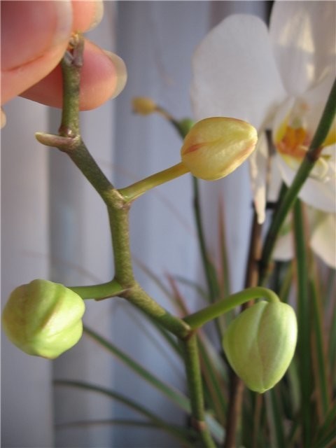 У орхидеи опали цветы: причины, почему растение быстро пропадает, а также что делать дальше и можно ли спасти, когда все нераспустившиеся бутоны увяли? русский фермер