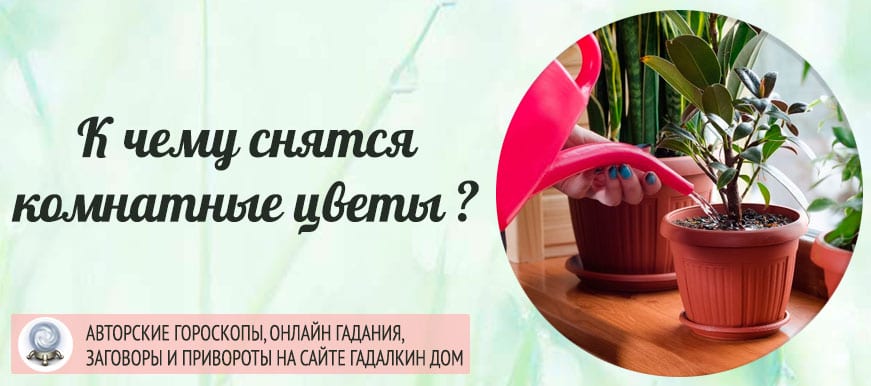 К чему снятся цветы в горшках – это хороший знак! основные толкования: к чему снятся цветы в горшках - автор екатерина данилова - журнал женское мнение