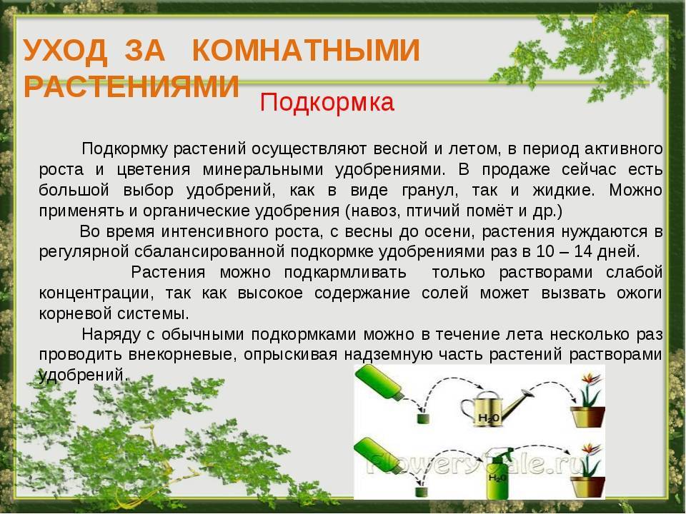 Характеристика орхидеи фаленопсис и правила ухода за ней в домашних условиях