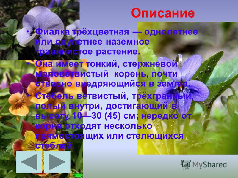 Фото и описания самых красивых сортов домашних фиалок всех цветов радуги, кроме одного