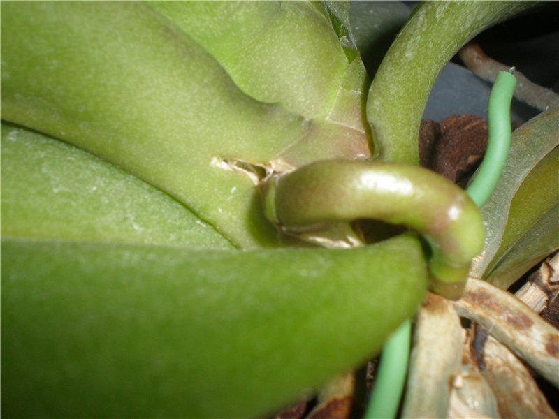Как выглядит стрела у орхидеи когда только появляется фото