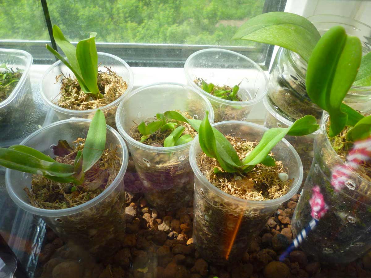 Можно ли спасти орхидею фаленопсис без корней? как их нарастить?