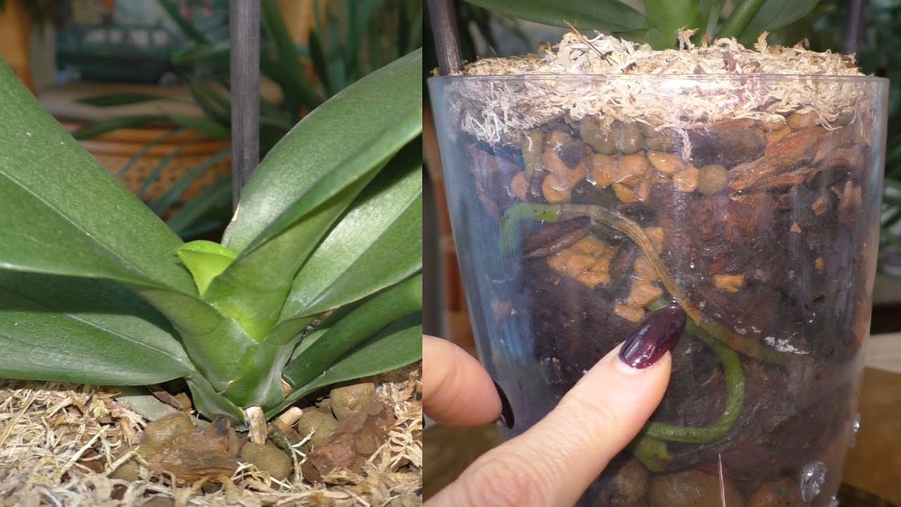 Пересаживать ли орхидеи после покупки. Точка роста у орхидеи фаленопсис. Растущие корни орхидеи фаленопсис. Орхидей фаленопсис корни у орхидей. Фаленопсис дикий кот.